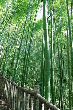 竹子森林