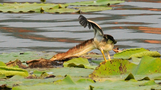 黄苇鳽