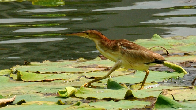 黄苇鳽