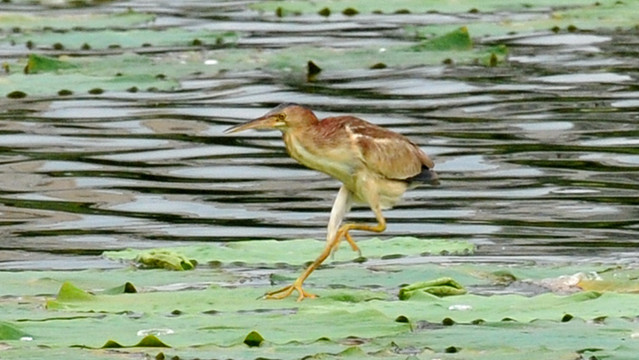 黄苇鳽