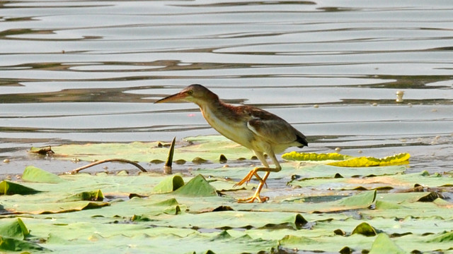 黄苇鳽