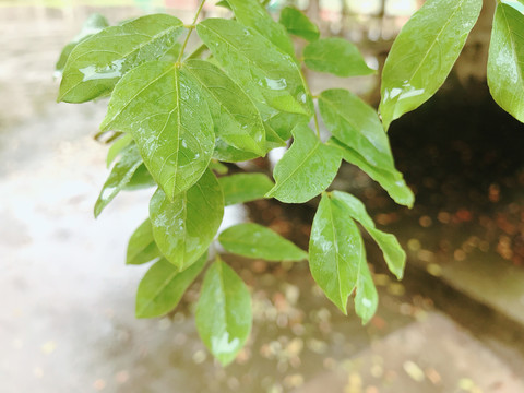 雨后绿叶