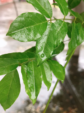 雨后绿叶