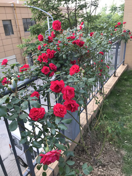 蔷微花