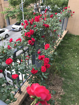 月季花