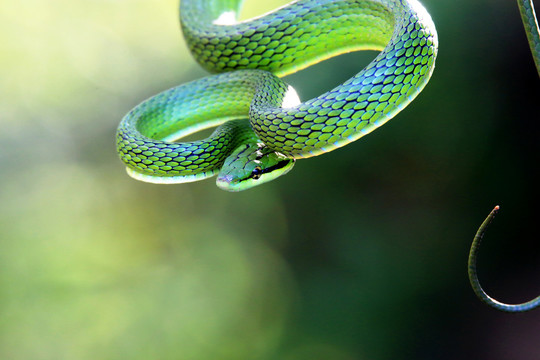 灰腹绿锦蛇