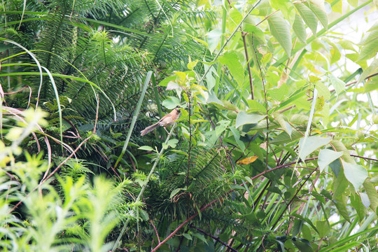 棕头鸦雀育雏期捕食