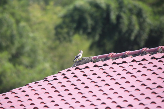 屋顶上的丝光椋鸟