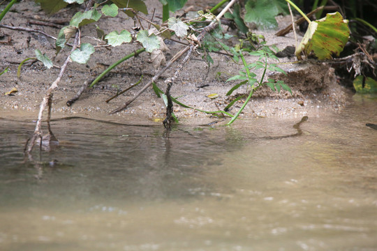 小河边水中的蛇