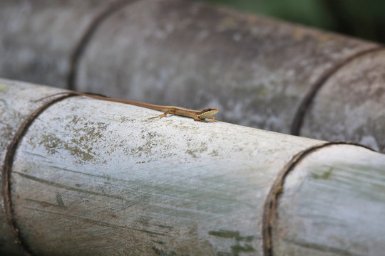 竹子上的蜥蜴