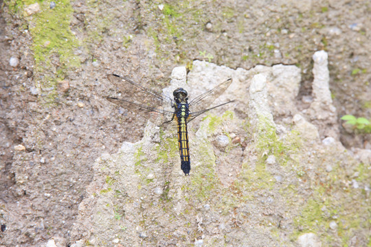 土堆崖壁上的蜻蜓
