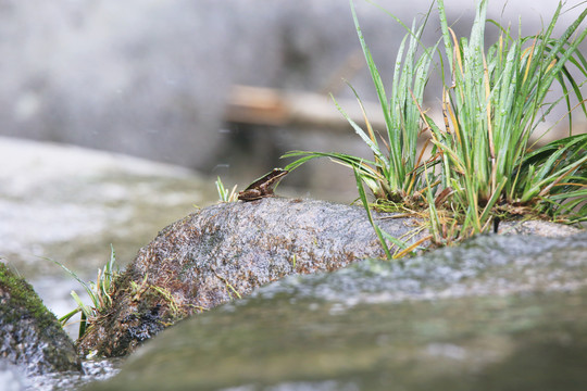 溪流中岩石上的青蛙