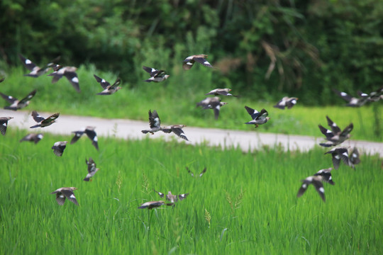 稻田上的丝光椋鸟群飞