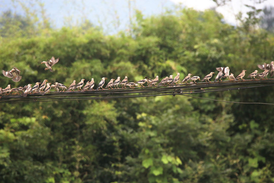 丝光椋鸟群栖息在电线上