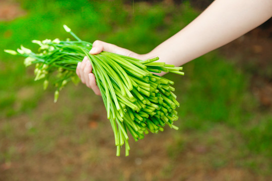 手上拿着的韭菜苔