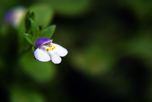 通泉草花