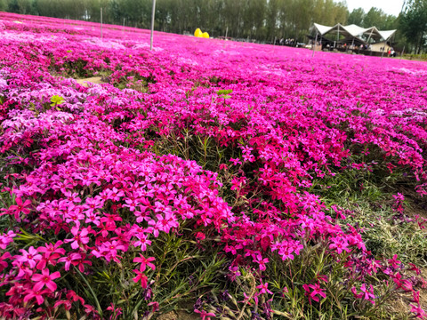 高雪轮花