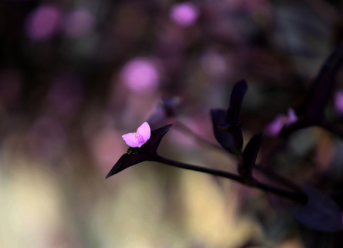 紫色吊兰花