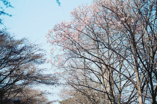 春天紫色玉兰花盛开