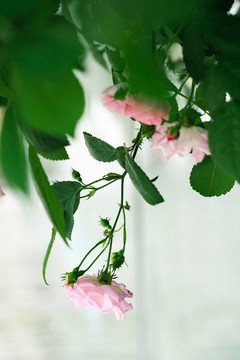 春天粉色蔷薇花盛开