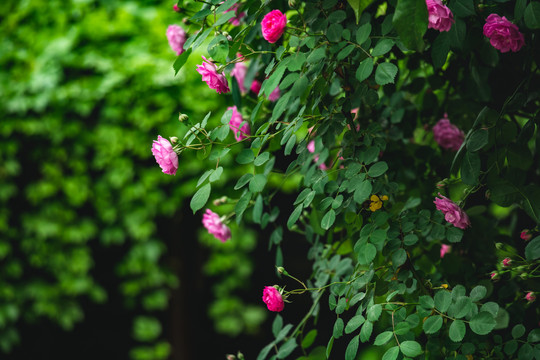 春天户外蔷薇花