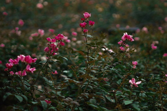 花卉摄影月季花花丛