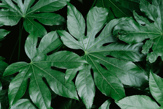 绿色植物叶片背景