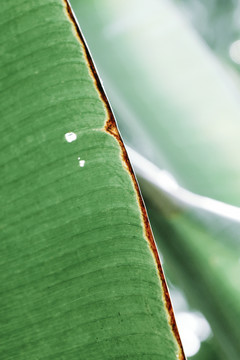 芭蕉树叶绿色清新背景