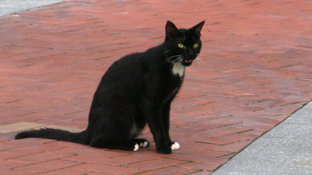 黑猫