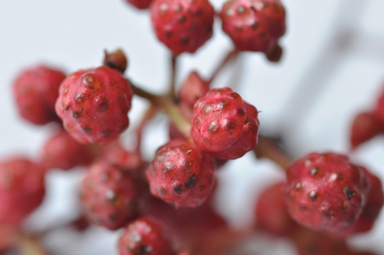 汉源花椒新鲜花椒