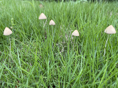 田野里的蘑菇