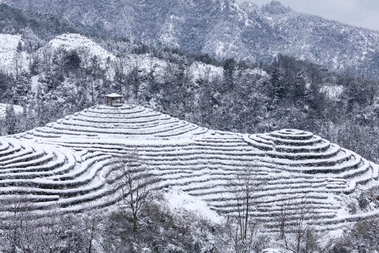 四川宜宾鹿鸣茶山冬季风光