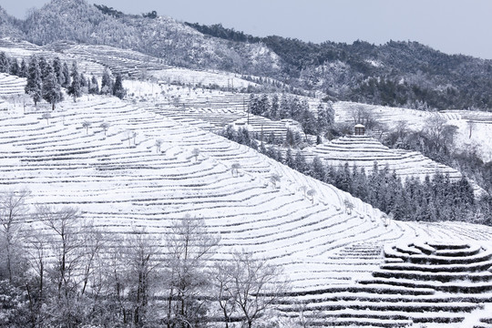 四川宜宾鹿鸣茶山冬季风光