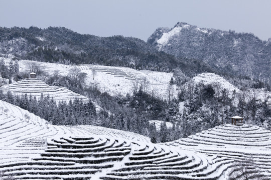 四川宜宾鹿鸣茶山冬季风光