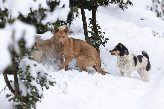 冬季雪地可爱的狗