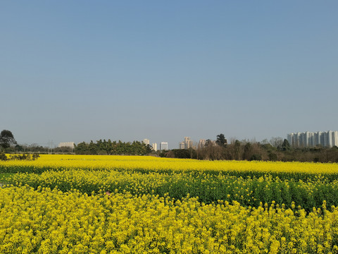 广袤田野