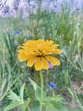 百日菊鱼尾菊