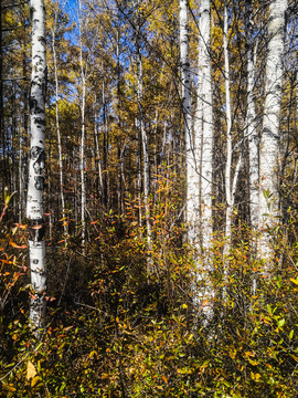 秋季白桦森林竖幅