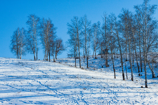 山坡冬季雪地树林