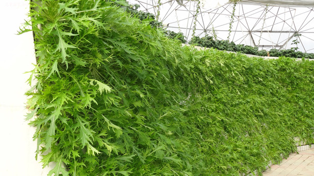 水晶菜
