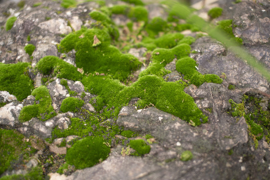 苔藓