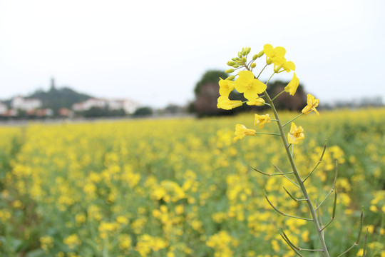 油菜花田园田野乡村风光小清新