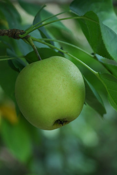 苹果梨