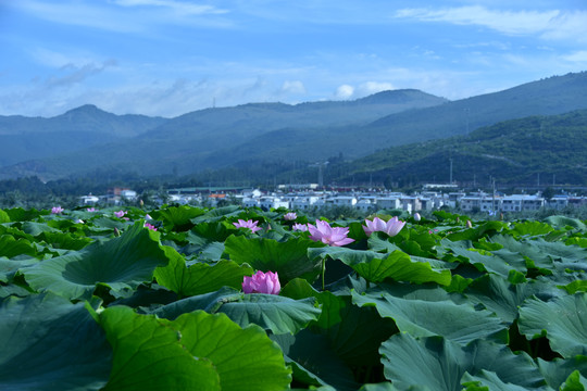 荷田风光