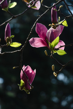春天紫色玉兰花