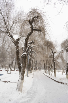 雪景