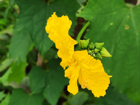 丝瓜花特写