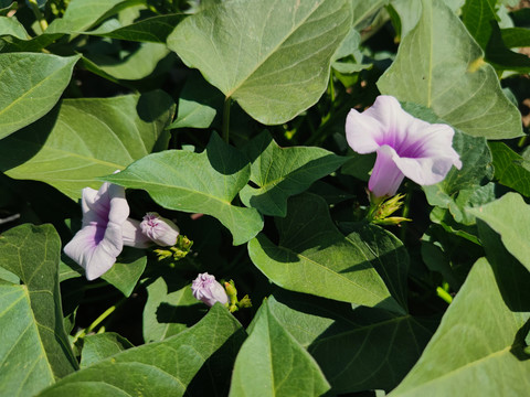 紫薯开花