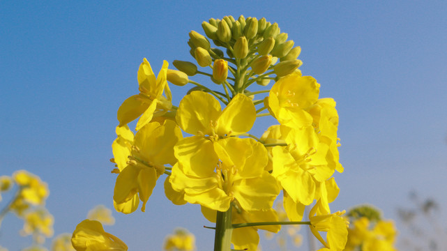 油菜花