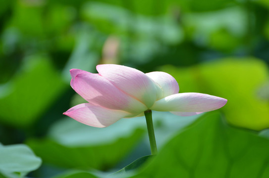 夏荷